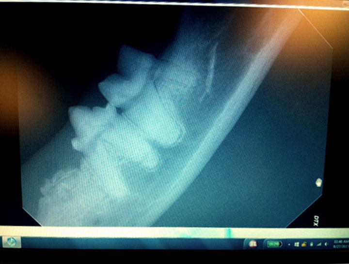 Dog Dental Xray