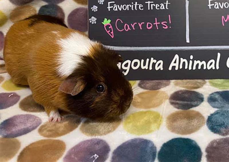 Pocket Pet Veterinary Care, Agoura Hills